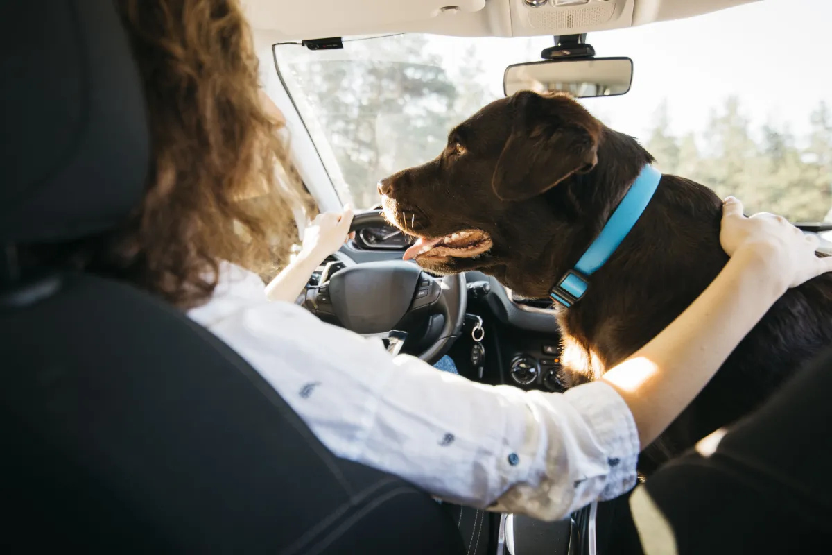 Como preparar seu cachorro ou gato para viajar com segurança
